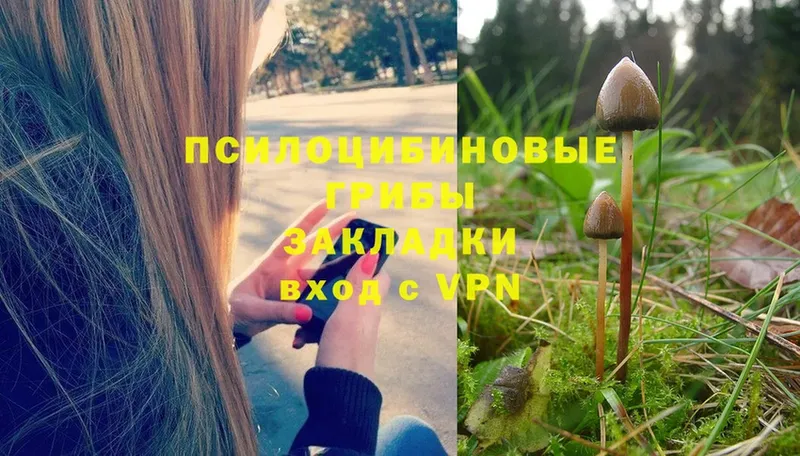 как найти   Аргун  Галлюциногенные грибы MAGIC MUSHROOMS 